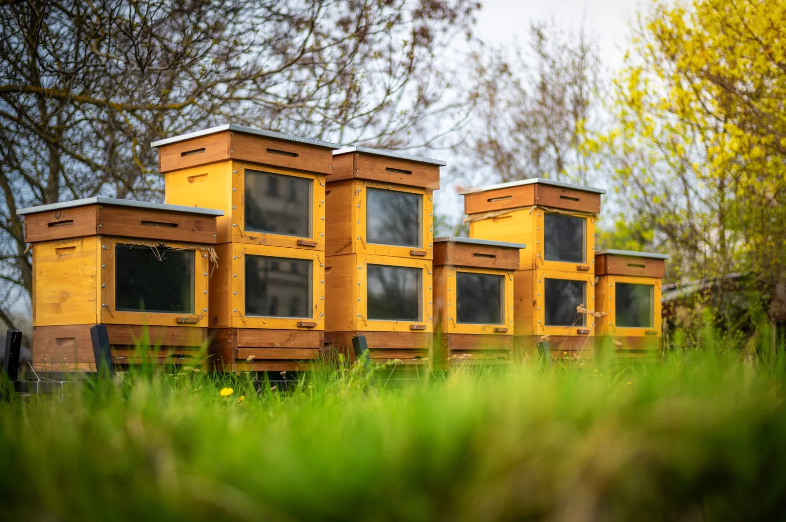 Thermosolar Hive: From the EIT Food Innovation Prizes to Australian Apiaries